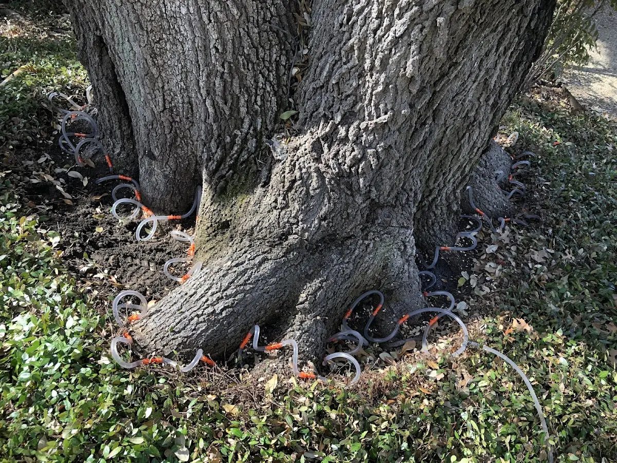 Detailed Tree Cabling and Bracing job site in Holabird