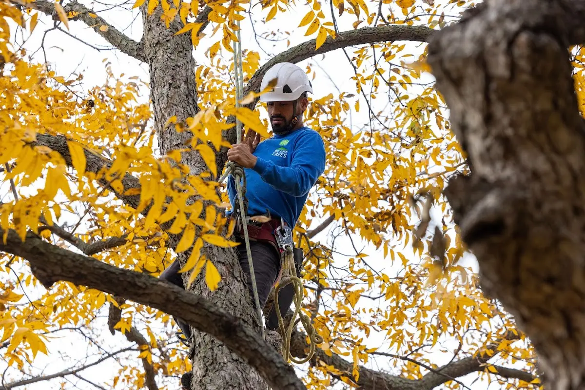 Skilled Tree Pruning crew working in Holabird